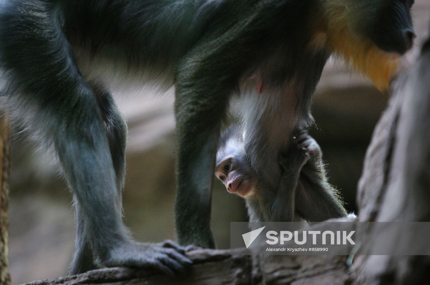 Female mandrill with a new-born baby