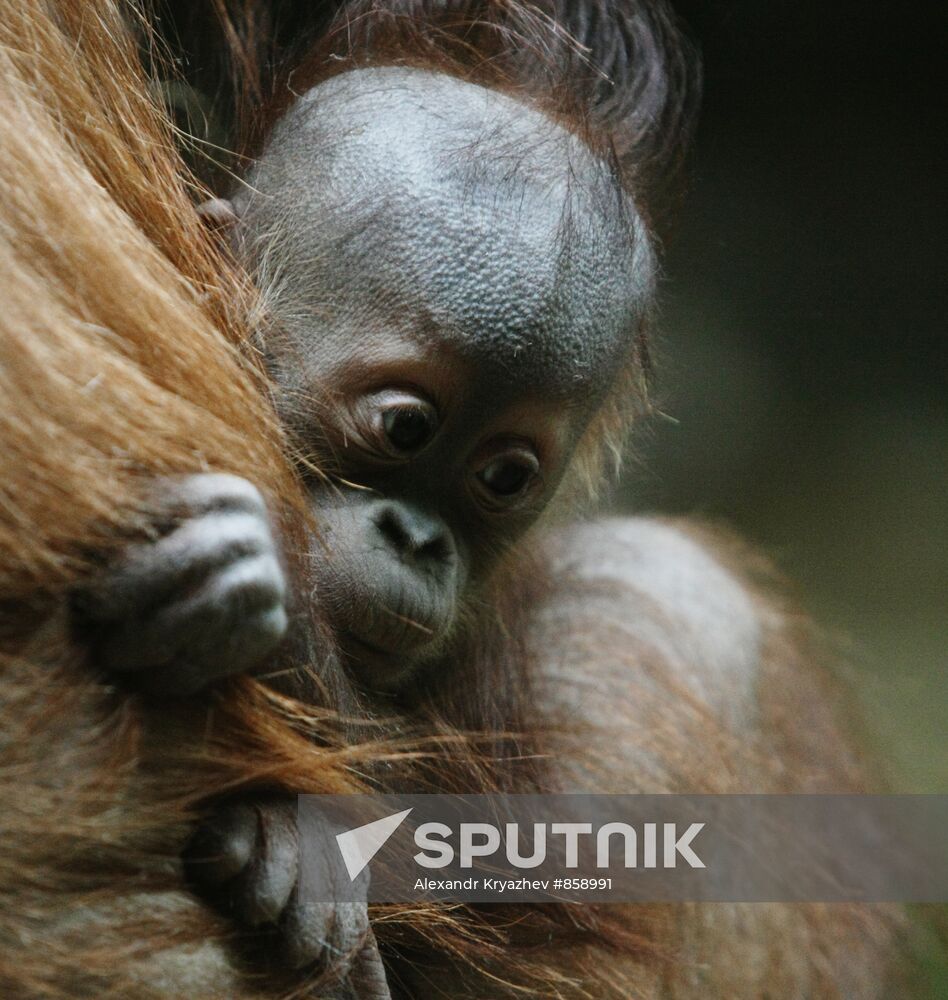 Kalimantan female Orangutan with new-born baby