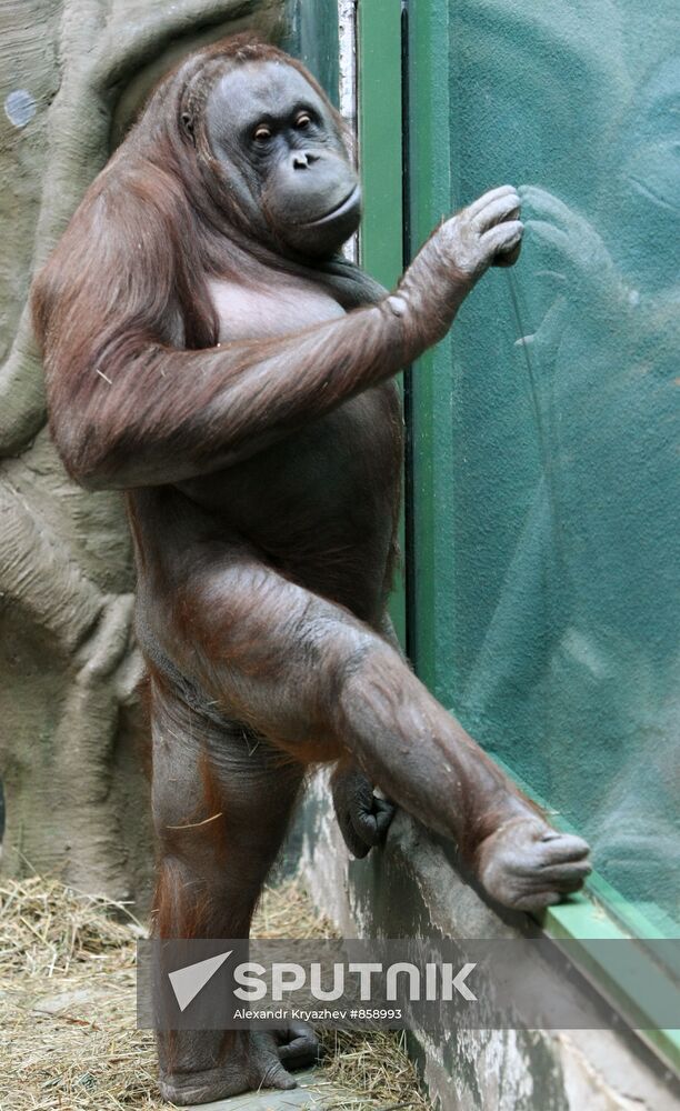 Kalimantan female Orangutan