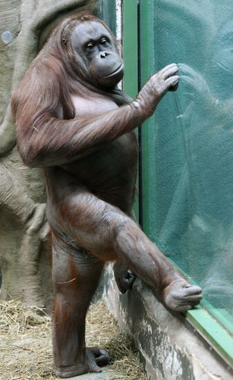 Kalimantan female Orangutan