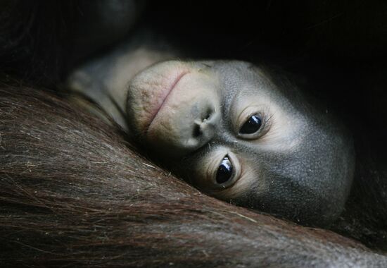 New-born Kalimantan baby Orangutan