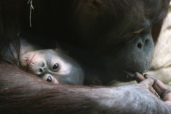 Kalimantan female Orangutan with new-born baby