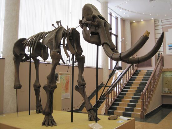 Skeleton of the Khazar mammoth (Oryabashsky)