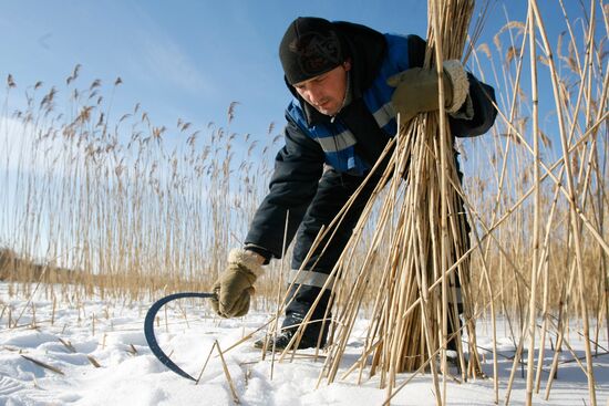 Procuring cane in village of Stakhovtsy in tne Minsk Region