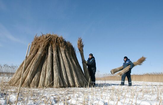 Procuring cane in village of Stakhovtsy in tne Minsk Region