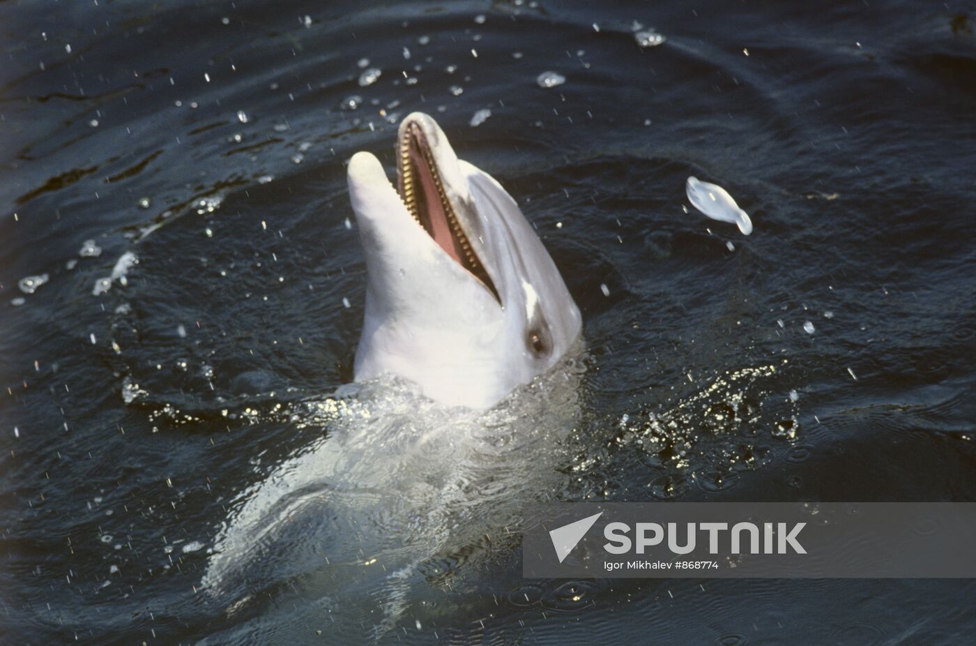 Sevastopol dolphinarium