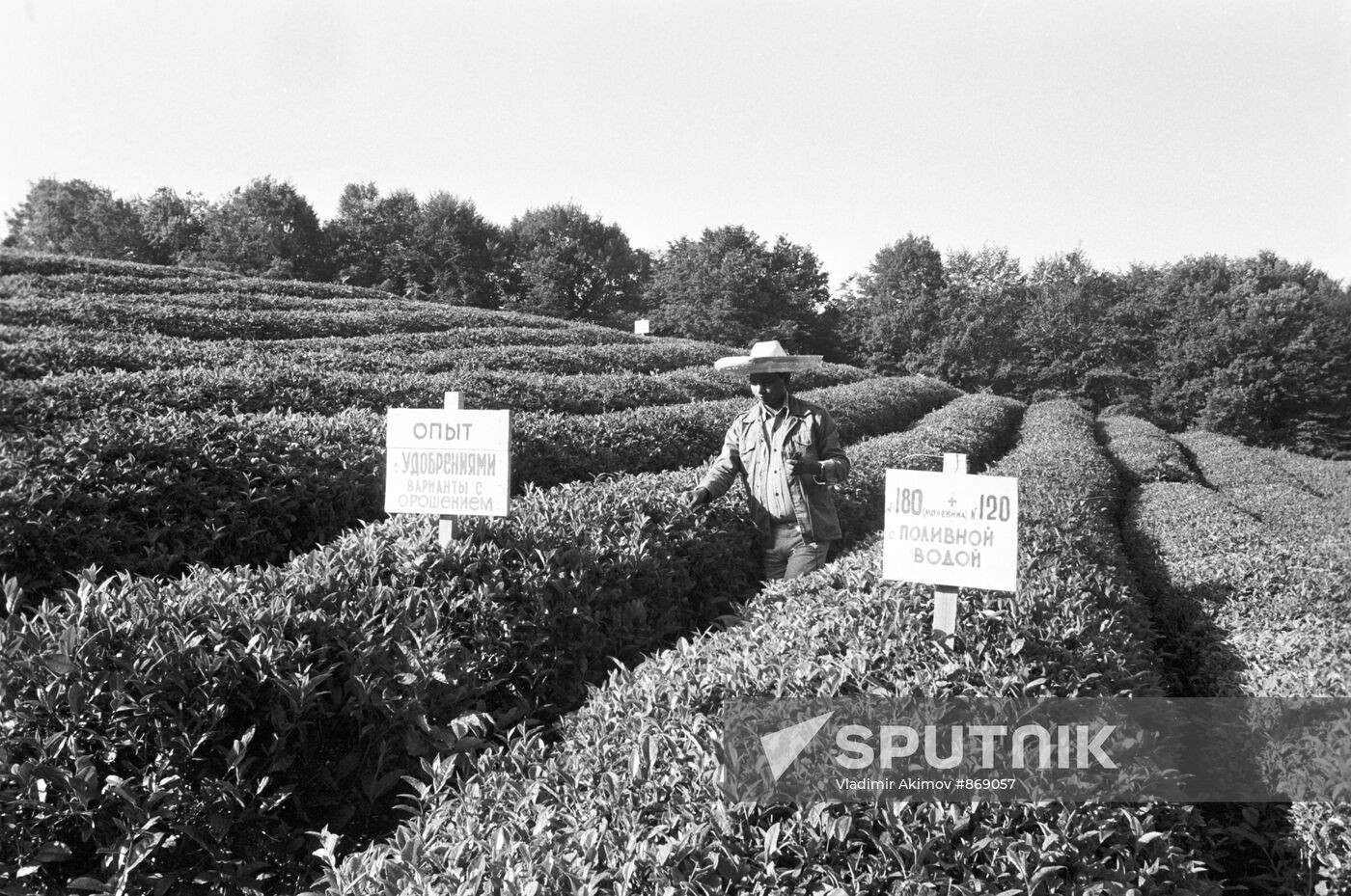 Tea plantation