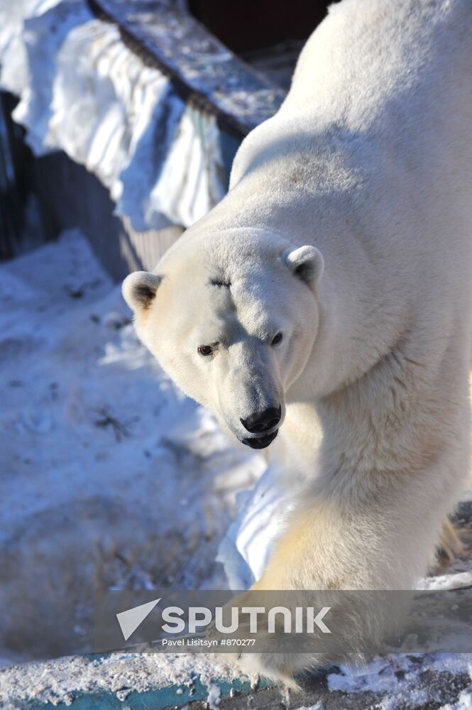 Umka polar bear becomes 2011 Zoomister
