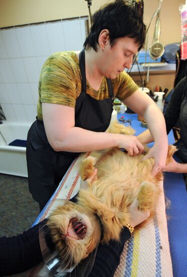 Work at a beauty salon for pets in Veliky Novgorod