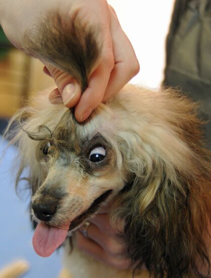 Work at a beauty salon for pets in Veliky Novgorod