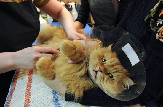 Work at a beauty salon for pets in Veliky Novgorod