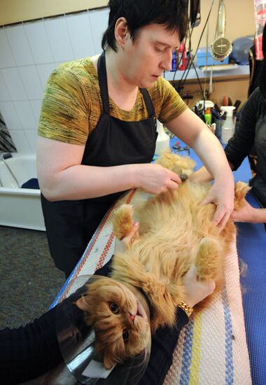 Work at a beauty salon for pets in Veliky Novgorod