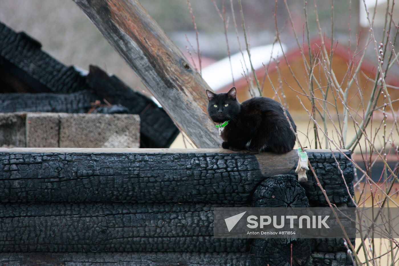 Black cat on burnt house frame in Krasnaya Polyana