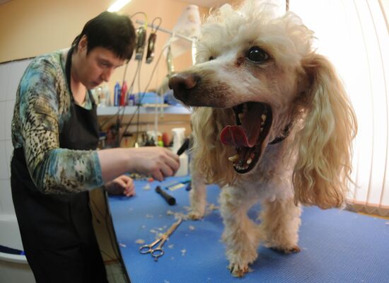 Work at a beauty salon for pets in Veliky Novgorod