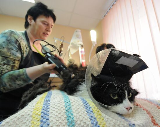 Work at a beauty salon for pets in Veliky Novgorod
