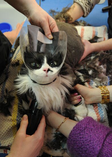 Work at a beauty salon for pets in Veliky Novgorod