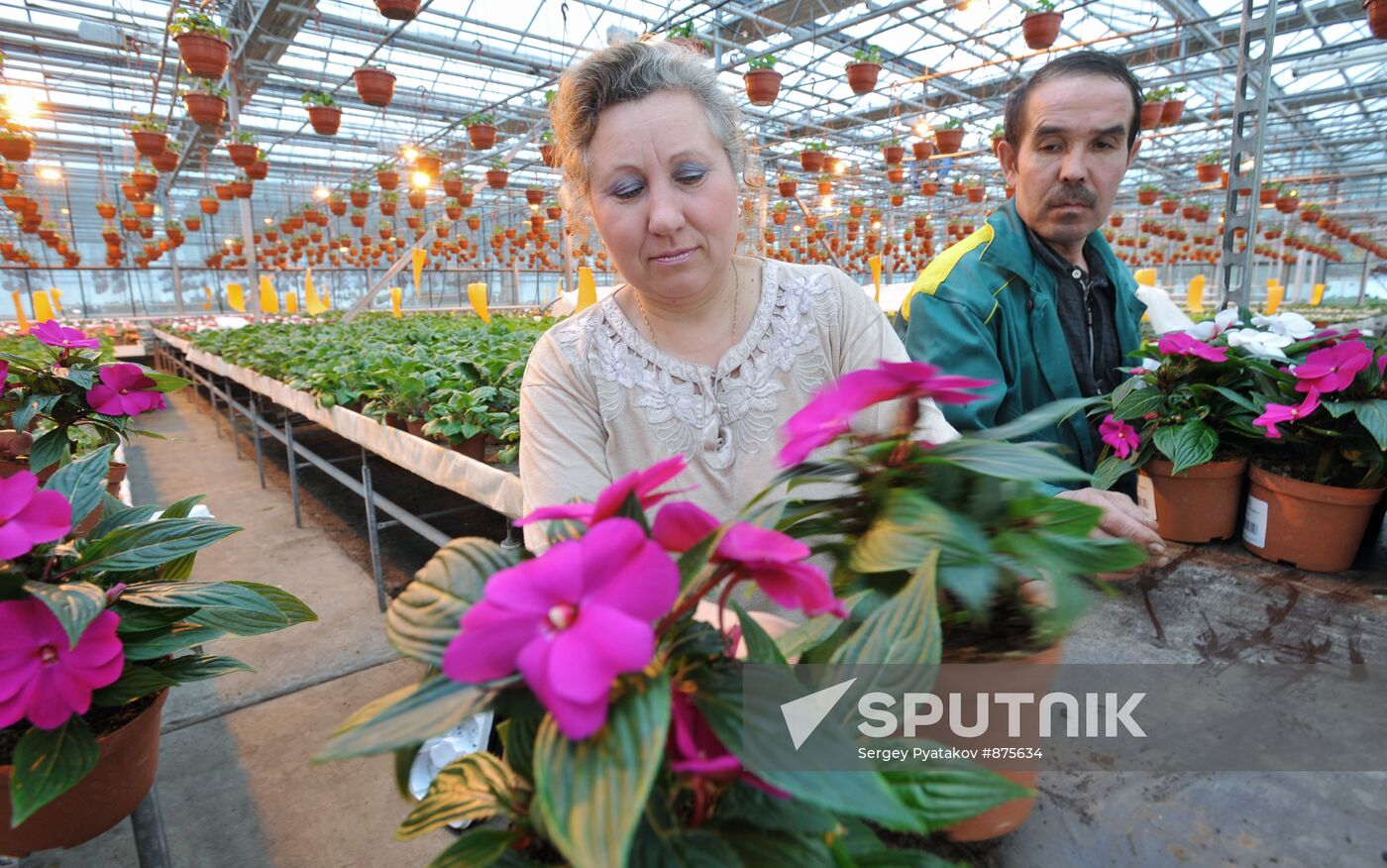 Flower cultivation at Belaya Dacha agrofirm