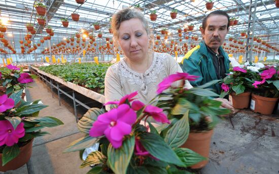 Flower cultivation at Belaya Dacha agrofirm