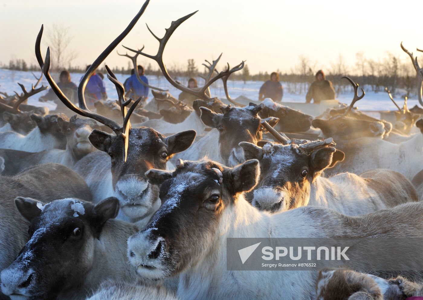Reindeer herders round up deer