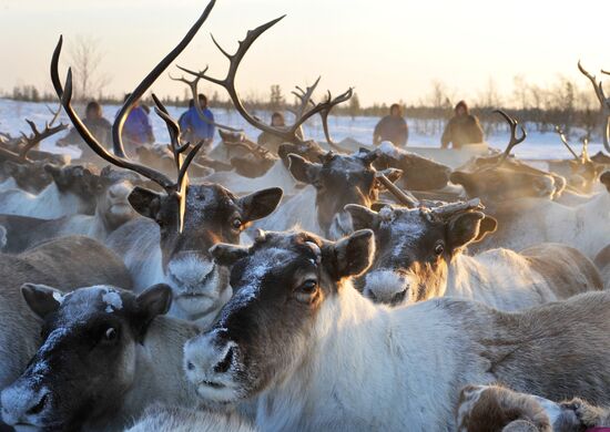 Reindeer herders round up deer