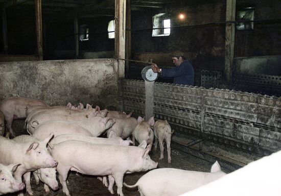 Alexander Venkin feeding pigs