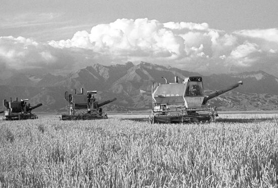 Harvesting bread