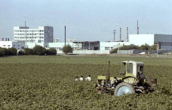A cotton field