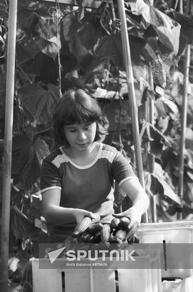 Valentina Gavrilova gathers cucumbers