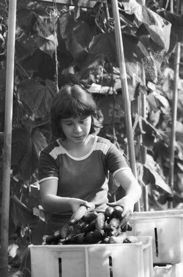 Valentina Gavrilova gathers cucumbers