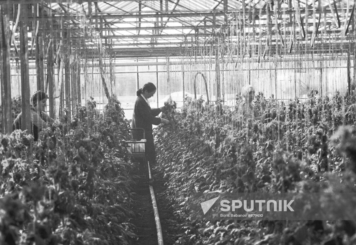 Planting tomatoes in greenhouse