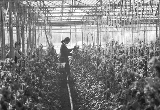 Planting tomatoes in greenhouse