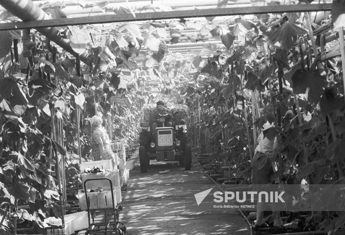 Gathering vegetables in greenhouse