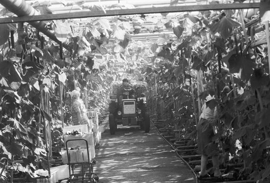 Gathering vegetables in greenhouse