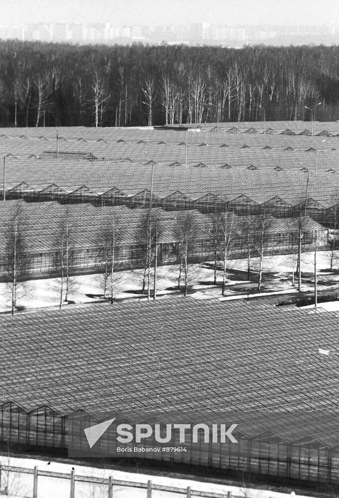 Vegetable greenhouses