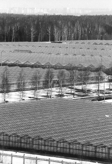 Vegetable greenhouses