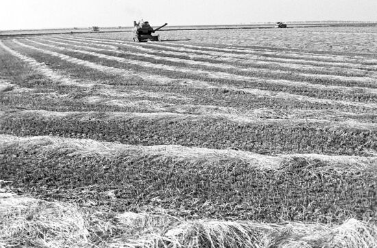 Harvesting rice in the Krasnodar Territory