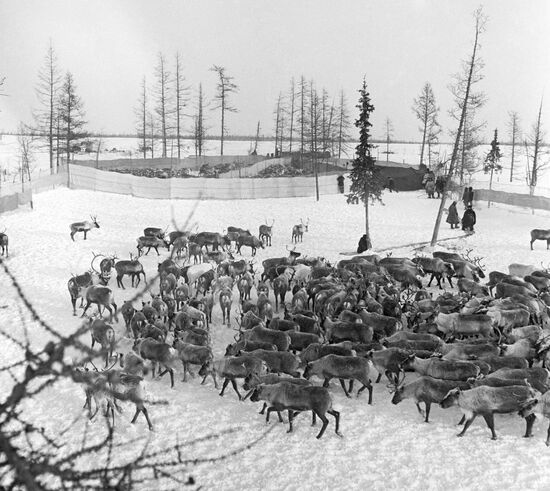 Reindeer domestication