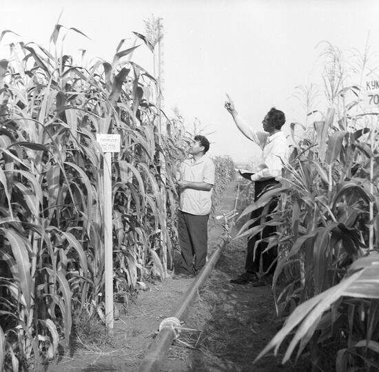 Cornfield