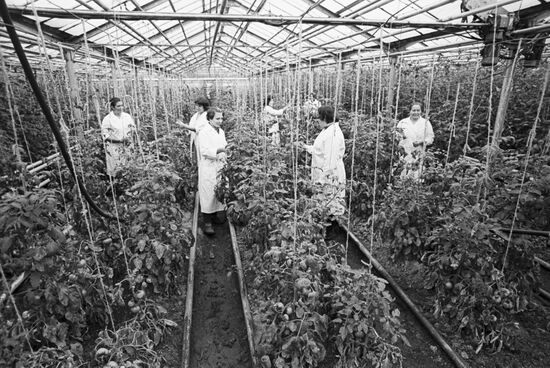 Tomato plants in hothouse