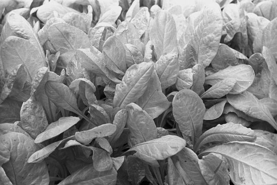 Green lettuce grown in hothouse