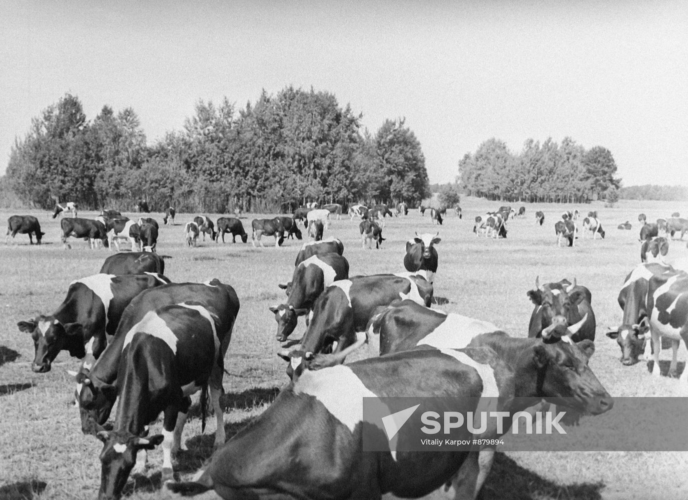 Cows on pasture