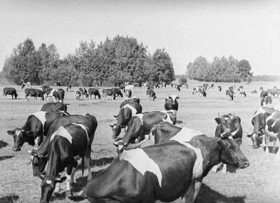 Cows on pasture