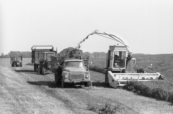 Procurement of fodder at Nikolai Gastello collective farm