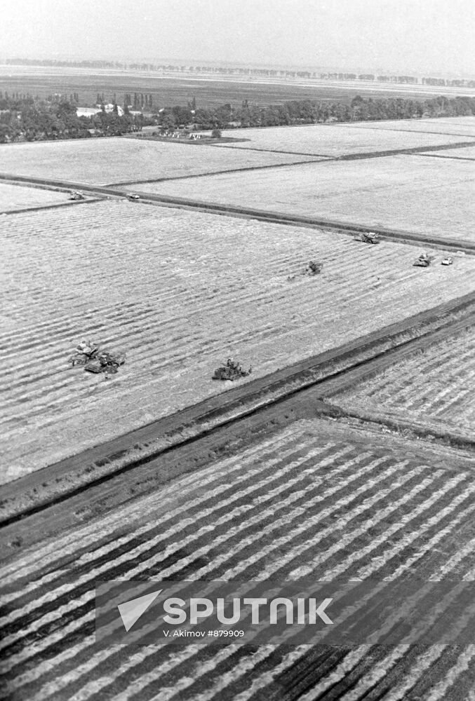 Rice fields