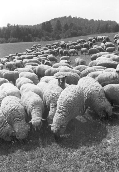 Flock of sheep on pasture