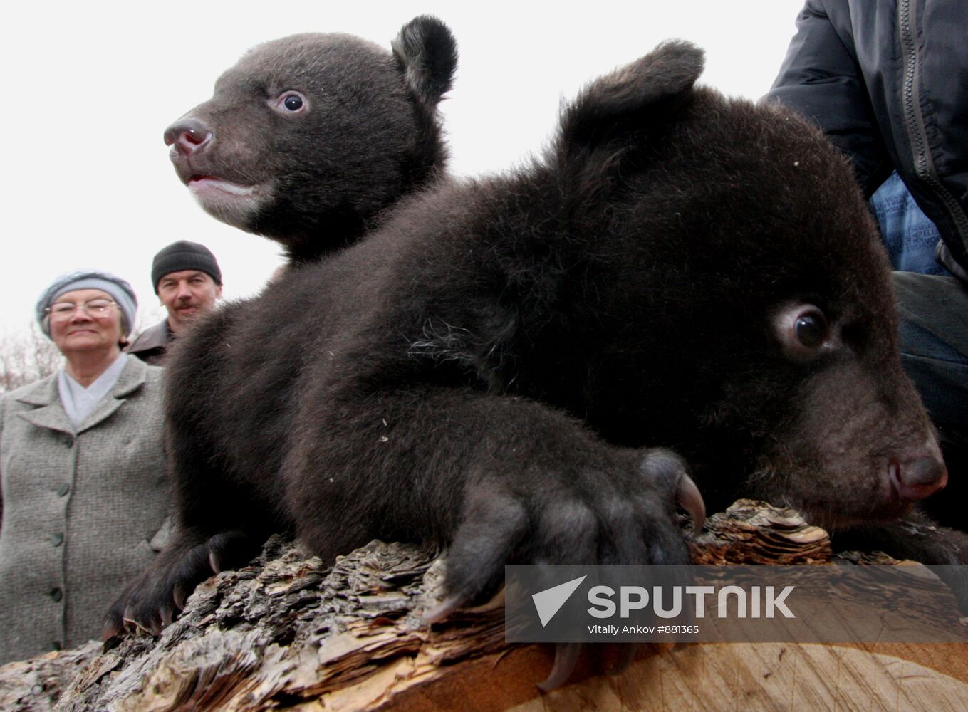 Asian black bear cubs in safari park in Primorye