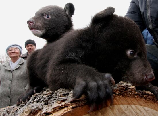 Asian black bear cubs in safari park in Primorye