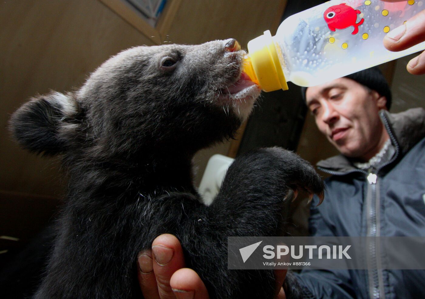 Asian black bear cubs in safari park in Primorye