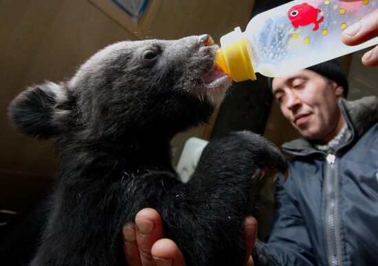 Asian black bear cubs in safari park in Primorye