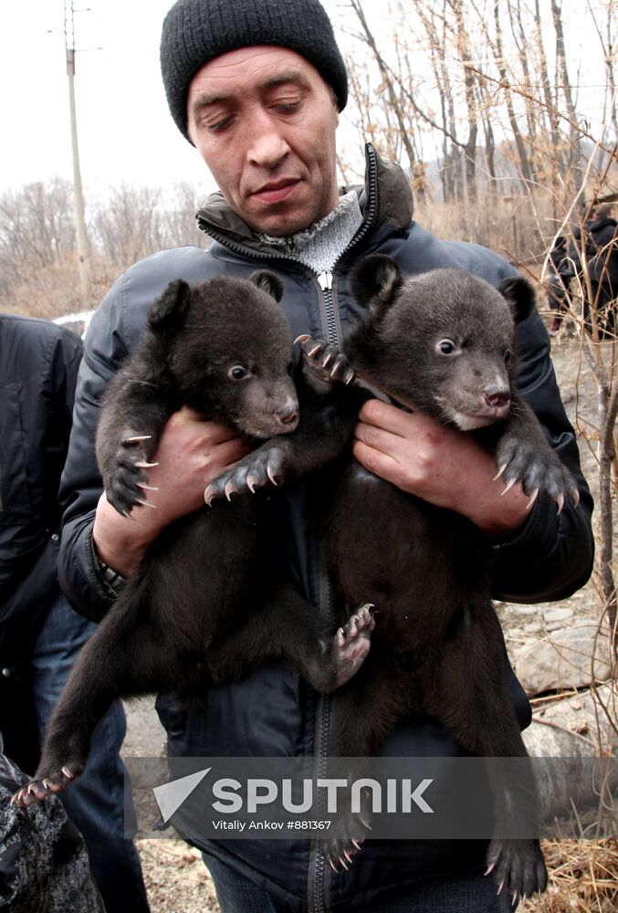 Asian black bear cubs in safari park in Primorye